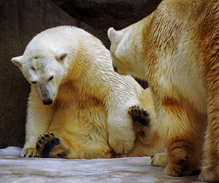 w_bear1.jpg