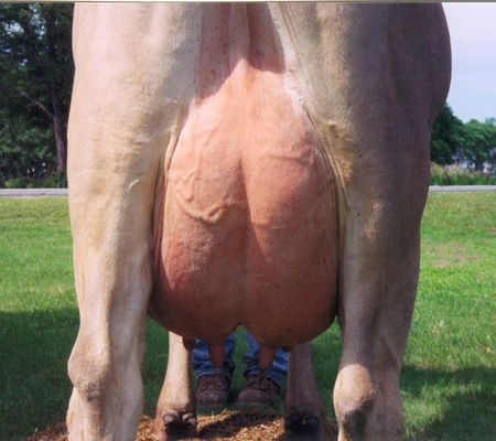 wisper_s_rear_udder.jpg