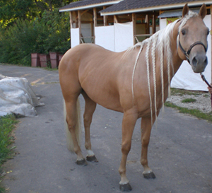 quarterhorse-italy-3.jpg