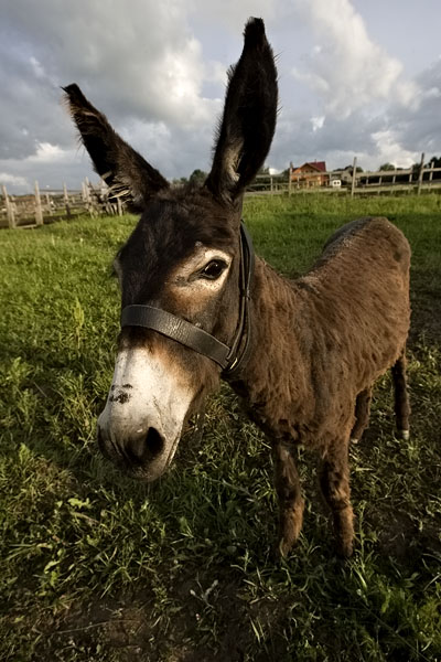 mule.jpg